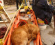Last known 9/11 Ground Zero search dog still lends a helping paw