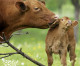 Canada to end cruel veal calf crates