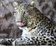 Royal Commission for Al-Ula Enters Into A $20 Million Partnership with Panthera to Prevent the Extinction of Arabian Leopards