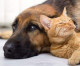 Fascinating study reveals whether dog or cat owners are truly happier in life