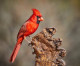 11 Fascinating Northern Cardinal Bird Facts