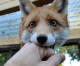 Ridiculously Photogenic Fox Is Just Too Friendly To Leave Human Caretakers