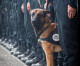 Hero Dog Diesel’s Replacement Handed To France
