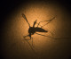 Vital Support for Zika Response Provided by Pfizer and Pfizer Foundation Contributions
