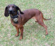 Hero Louisiana Police Dog Finds Missing 14-Year-old with Autism Hero Louisiana Police Dog Finds Missing 14-Year-old with Autism