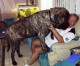 This Ridiculously Massive Dog Is A ‘Big Soft Baby Boy’ At Heart“ A real boofhead.”