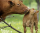 Canada to end cruel veal calf crates Canada to end cruel veal calf crates
