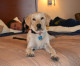 Reindeer Stay Free At Extended Stay America Hotels This Holiday Season, And So Can Guests’ Pawsome Pets Reindeer Stay Free At Extended Stay America Hotels This Holiday Season, And So Can Guests’ Pawsome Pets