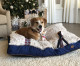 Petmate® And MuttNation Fueled By Miranda Lambert™ Team Up To ‘Save A Mutt’ This Holiday Season