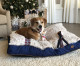 Petmate® And MuttNation Fueled By Miranda Lambert™ Team Up To ‘Save A Mutt’ This Holiday Season Petmate® And MuttNation Fueled By Miranda Lambert™ Team Up To ‘Save A Mutt’ This Holiday Season