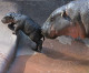 Rare Pygmy Hippo Born At Tampa’s Lowry Park Zoo Rare Pygmy Hippo Born At Tampa’s Lowry Park Zoo