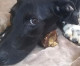 Dog who can’t walk after being trapped in a tiny cage hopes to find new home Dog who can’t walk after being trapped in a tiny cage hopes to find new home