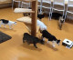 Scaredy cats! Curious moggies follow robot cleaner around cafe – but scatter in TERROR when it turns towards them