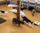 Scaredy cats! Curious moggies follow robot cleaner around cafe – but scatter in TERROR when it turns towards them Scaredy cats! Curious moggies follow robot cleaner around cafe – but scatter in TERROR when it turns towards them