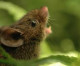 Study of Singing Mice Suggests How Mammalian Brain Achieves Conversation