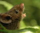 Study of Singing Mice Suggests How Mammalian Brain Achieves Conversation Study of Singing Mice Suggests How Mammalian Brain Achieves Conversation