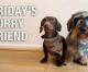 Bring your furry best friend to work this June to help your heart! Bring your furry best friend to work this June to help your heart!