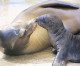 American Humane Certifies Cabo Dolphins for Animal Well-Being American Humane Certifies Cabo Dolphins for Animal Well-Being