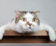 Nationwide® Reveals the Wackiest Pet Names of 2019 Nationwide® Reveals the Wackiest Pet Names of 2019