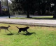 Deer friends! Heart-warming moment wild fawn finds new play buddy in Gus the Labrador before pair happily chase each other around owner’s back yard Deer friends! Heart-warming moment wild fawn finds new play buddy in Gus the Labrador before pair happily chase each other around owner’s back yard