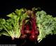 The longevity diet: Two servings of fruit and three of vegetables is the ‘right’ combination for a longer life – but only one in 10 Americans are getting enough greens, Harvard study finds The longevity diet: Two servings of fruit and three of vegetables is the ‘right’ combination for a longer life – but only one in 10 Americans are getting enough greens, Harvard study finds