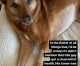 Mandy Moore happily announces beloved dog Jackson is cancer free after surgery to remove ‘mass’ from abdomen Mandy Moore happily announces beloved dog Jackson is cancer free after surgery to remove ‘mass’ from abdomen