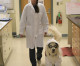 Working ca-nine to five! Golden retriever Sampson becomes research assistant at a chemistry lab where he helps his disabled neuroscientist owner – while decked out in full PPE