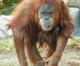 Nine great apes at San Diego Zoo become first non-humans to receive COVID-19 vaccine after outbreak saw eight gorillas infected Nine great apes at San Diego Zoo become first non-humans to receive COVID-19 vaccine after outbreak saw eight gorillas infected
