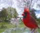 Hungry birds! Photographer captures incredible images of feathered friends snacking at her backyard bird feeder Hungry birds! Photographer captures incredible images of feathered friends snacking at her backyard bird feeder