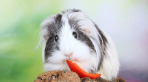 They’re hot to trot! Guinea pigs seduce potential mates by singing love songs and performing a rumba, scientists say They’re hot to trot! Guinea pigs seduce potential mates by singing love songs and performing a rumba, scientists say