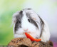 They’re hot to trot! Guinea pigs seduce potential mates by singing love songs and performing a rumba, scientists say They’re hot to trot! Guinea pigs seduce potential mates by singing love songs and performing a rumba, scientists say