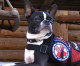 Stella Teams Up with Operation Freedom Paws for the Mission 20 Campaign