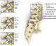 TissueTech Receives FDA Clearance to Proceed with Phase 1 Clinical Study using Investigational New Drug TTAX03 to Treat Facet Joint Osteoarthritis Pain TissueTech Receives FDA Clearance to Proceed with Phase 1 Clinical Study using Investigational New Drug TTAX03 to Treat Facet Joint Osteoarthritis Pain