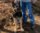 ‘Hero’ dog gets help for Massachusetts man who fell through ice ‘Hero’ dog gets help for Massachusetts man who fell through ice