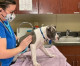 PetSmart Charities Expands Focus to Address Barriers to Affordable Veterinary Care for 50 Million Pets in the U.S. PetSmart Charities Expands Focus to Address Barriers to Affordable Veterinary Care for 50 Million Pets in the U.S.