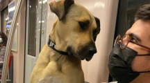 Stray Dog Takes The Train All By Himself Every Day