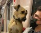 Stray Dog Takes The Train All By Himself Every Day