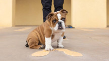 New mascot for San Diego Marine recruit depot has big paws to fill New mascot for San Diego Marine recruit depot has big paws to fill