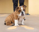 New mascot for San Diego Marine recruit depot has big paws to fill New mascot for San Diego Marine recruit depot has big paws to fill