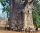As Africa Loses Forest, Its Small Farmers Are Bringing Back Trees As Africa Loses Forest, Its Small Farmers Are Bringing Back Trees