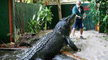 World’s largest croc still growing as it hits stunning age milestone: experts
