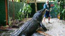 World’s largest croc still growing as it hits stunning age milestone: experts World’s largest croc still growing as it hits stunning age milestone: experts