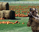 How to go pumpkin picking like a Navy SEAL