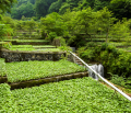 Wasabi effective in improving memory of elderly: study Wasabi effective in improving memory of elderly: study