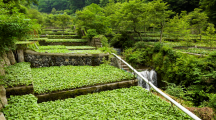Wasabi effective in improving memory of elderly: study Wasabi effective in improving memory of elderly: study
