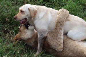 animal-friendships